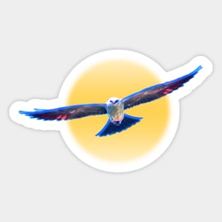 Hawk Starburst Sticker